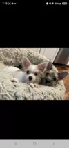 Lavishly Lux Pups