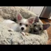 Lavishly Lux Pups
