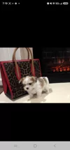 Lavishly Lux Pups