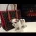 Lavishly Lux Pups