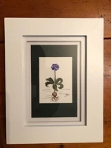 Framed Purple Flower