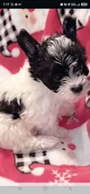 Lavishly Lux Pups