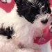 Lavishly Lux Pups