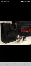 Lavishly Lux Pups