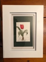 Rooted Rose