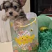 Lavishly Lux Pups