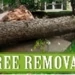 Nasello's Tree Service