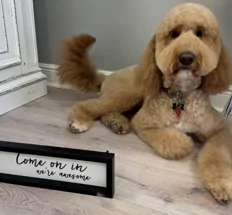 BOUJEE Barks Pet Spa