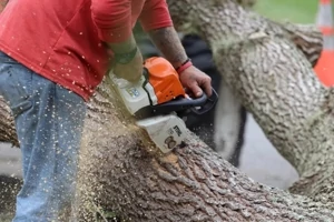 Removal & Maintenance Tree Care