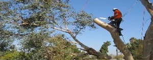 Nasello's Tree Service