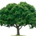 A-1 Tree Service of Madisonville*