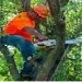 Premier Tree Service