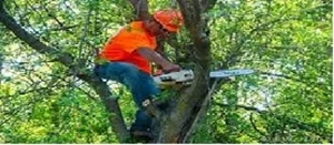 Premier Tree Service