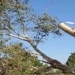Nasello's Tree Service