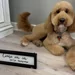 BOUJEE Barks Pet Spa