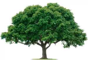 A-1 Tree Service of Madisonville*