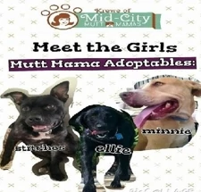 Krewe of Mid-City Mutt Mamas