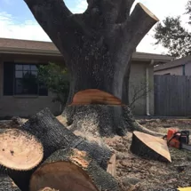 The Tree Sculptor