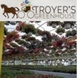 TROYER'S GREENHOUSE (NY)