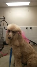 Fuzz Whackerz Doggie Salon