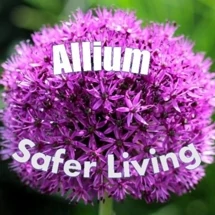 Allium Safer Living
