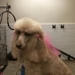 Fuzz Whackerz Doggie Salon
