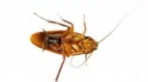 Enviropest NW, Inc.-Pest Control Services
